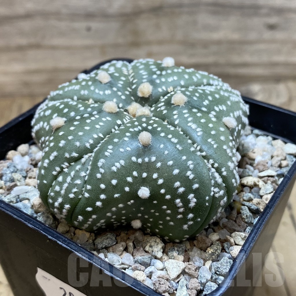 SH20055 Astrophytum asterias ‘Kikko', 5-ribs - Image 2