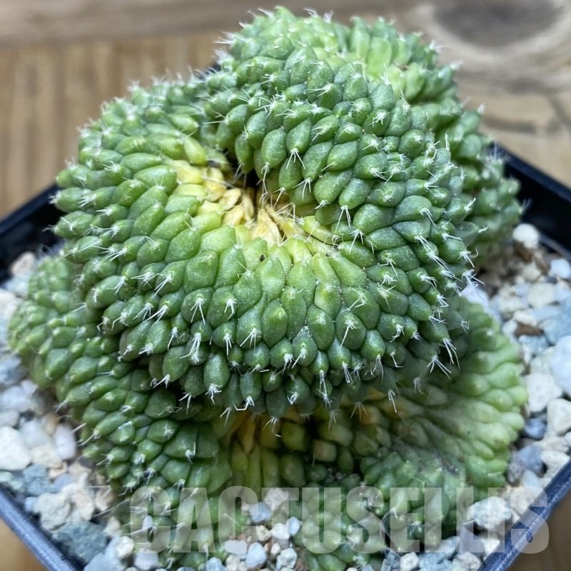 SH20057 Mammillaria bucareliensis f. cristata