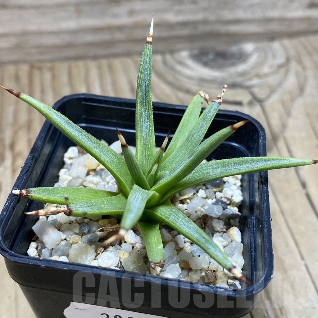 SH20005 Agave albopilosa - immagine 3