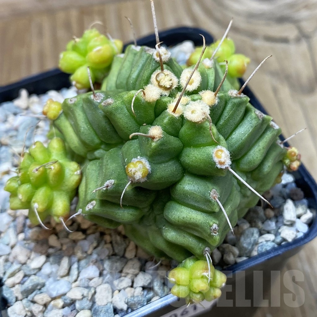 SH20061 Gymnocalycium mihanovichii ‘North Star’ - Image 2