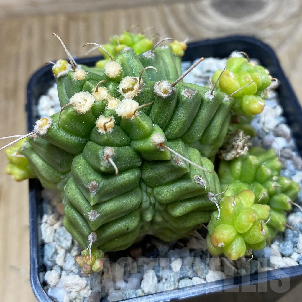 SH20061 Gymnocalycium mihanovichii ‘North Star’
