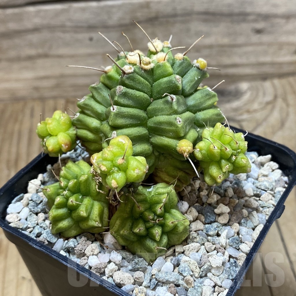 SH20061 Gymnocalycium mihanovichii ‘North Star’ - Image 3