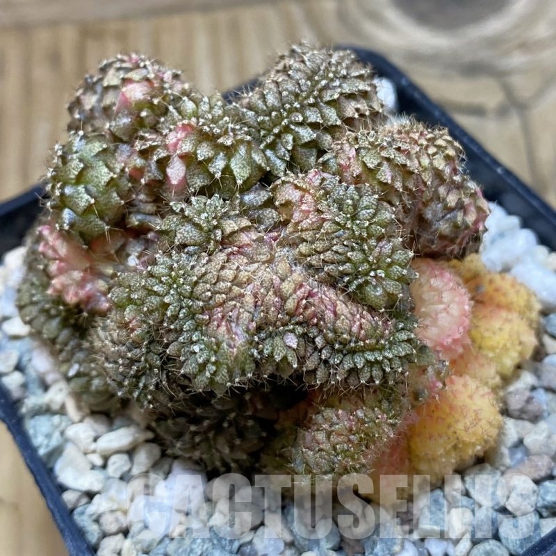 SH20062 Gymnocalycium mihanovichii ‘Sepia B’ f. cristata variegata