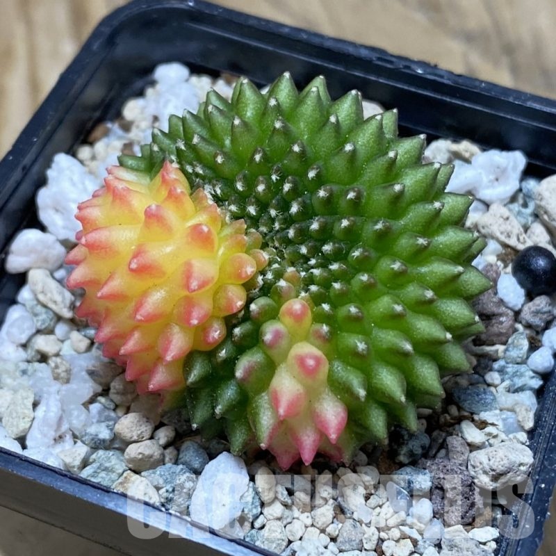 SH20063 Gymnocalycium mihanovichii ‘inermis’ f. variegata
