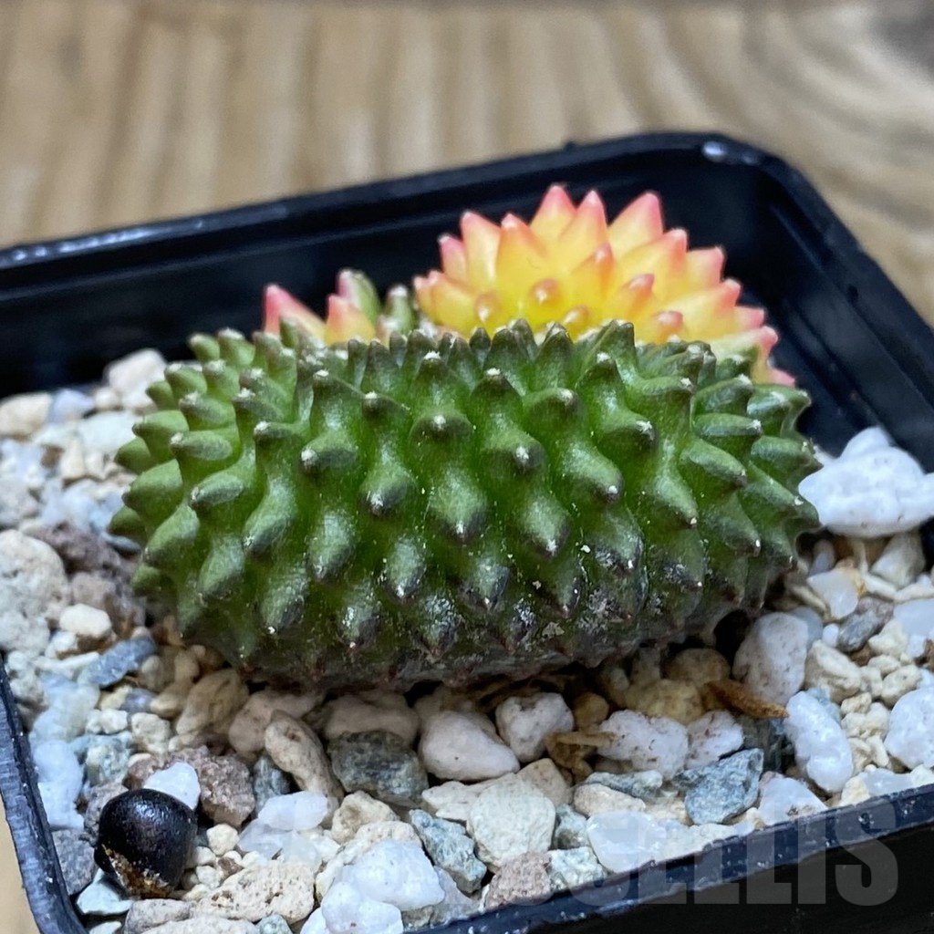 SH20063 Gymnocalycium mihanovichii ‘inermis’ f. variegata - 画像 (2)