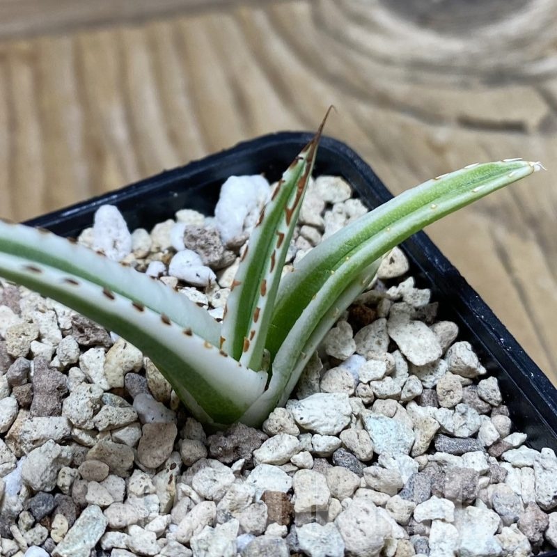 SH20000 Agave victoriae-reginae 'White Rhino'