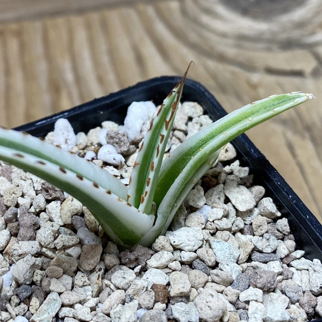 SH20000 Agave victoriae-reginae 'White Rhino'