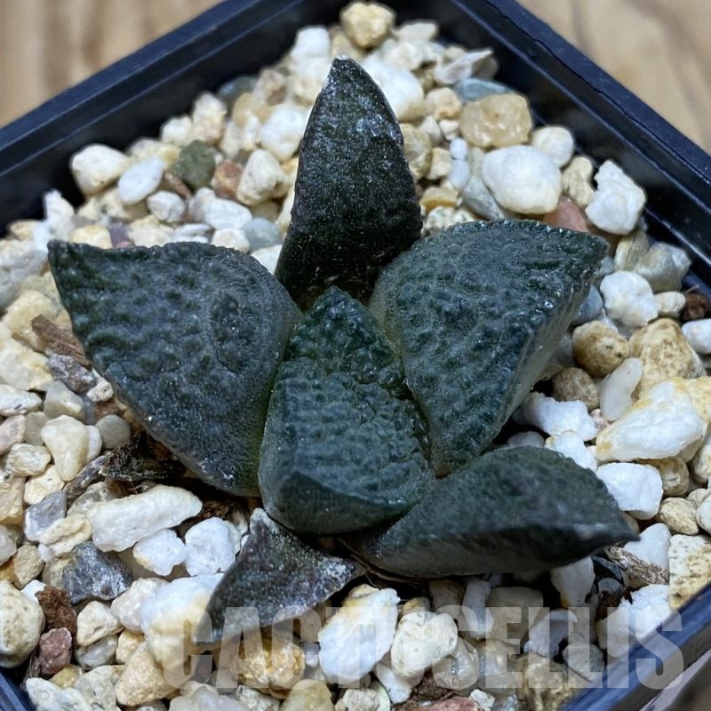 SH20006 Ariocarpus lloydii x ‘Godzilla’, own roots