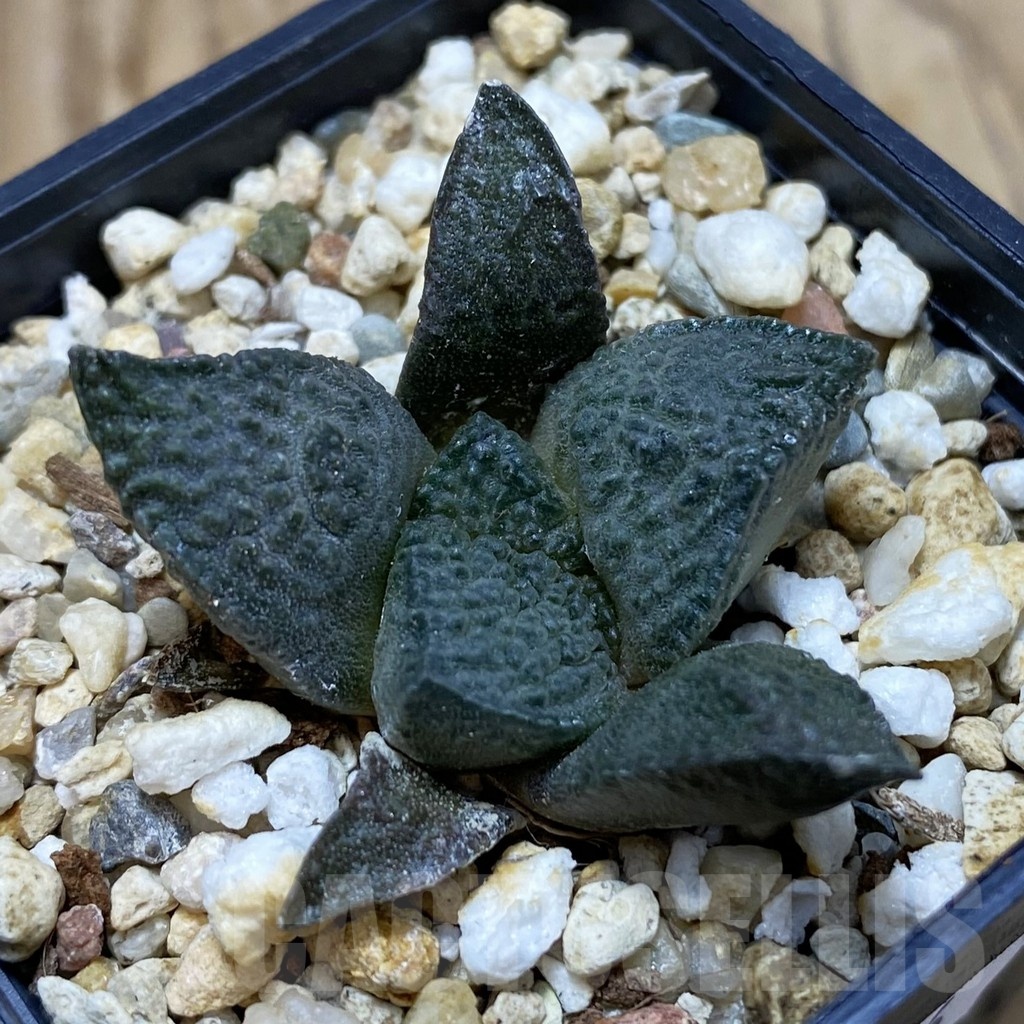 SH20006 Ariocarpus lloydii x ‘Godzilla’, own roots