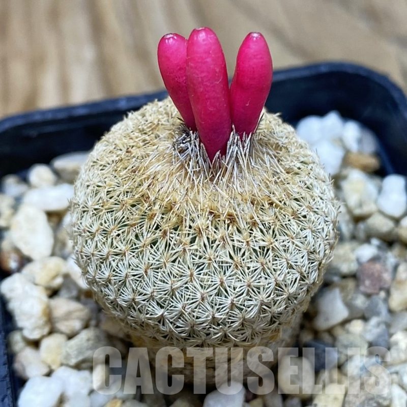 SH20066 Epithelantha micromeris SB 237