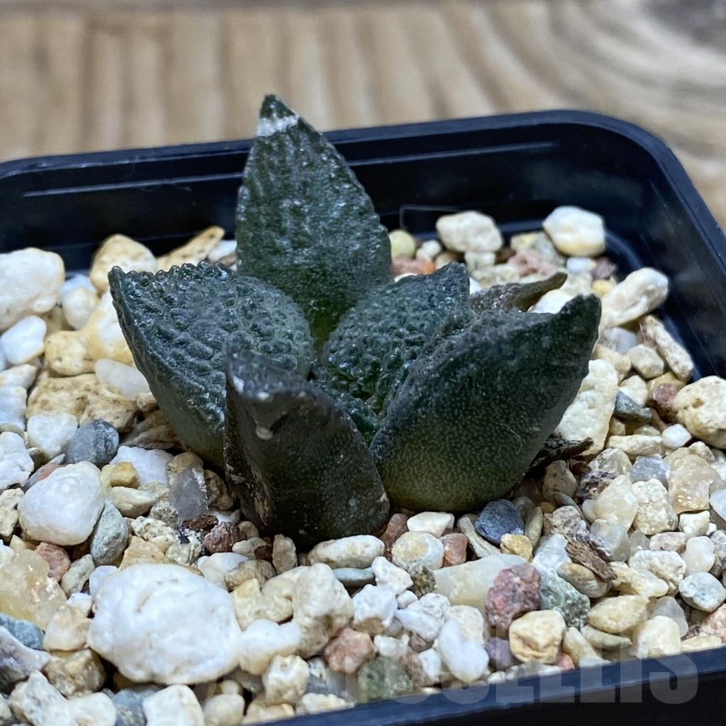 SH20006 Ariocarpus lloydii x ‘Godzilla’, own roots - immagine 2