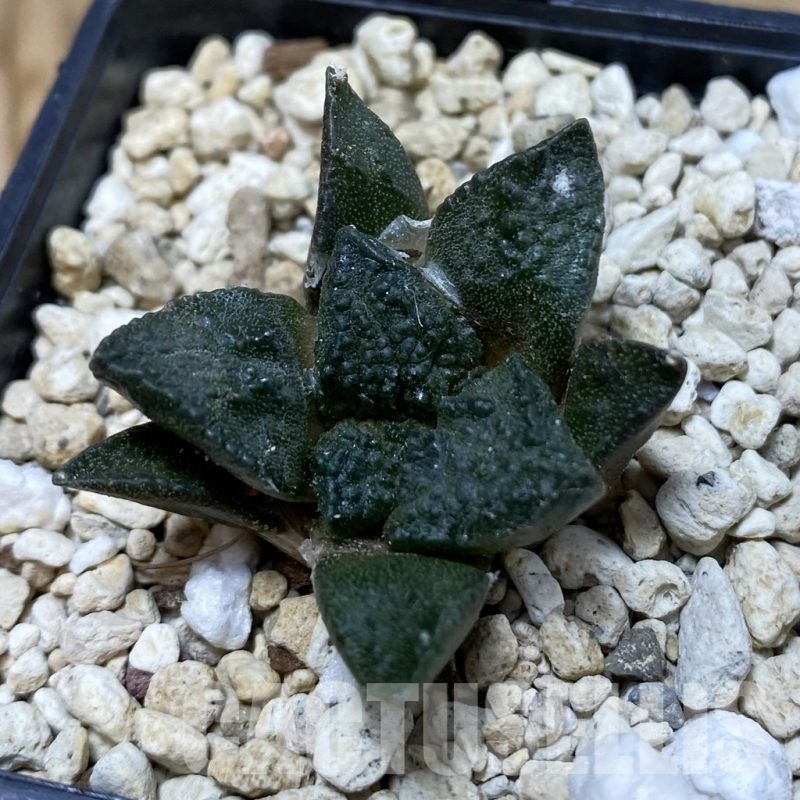 SH20007 Ariocarpus lloydii x ‘Godzilla’, own roots