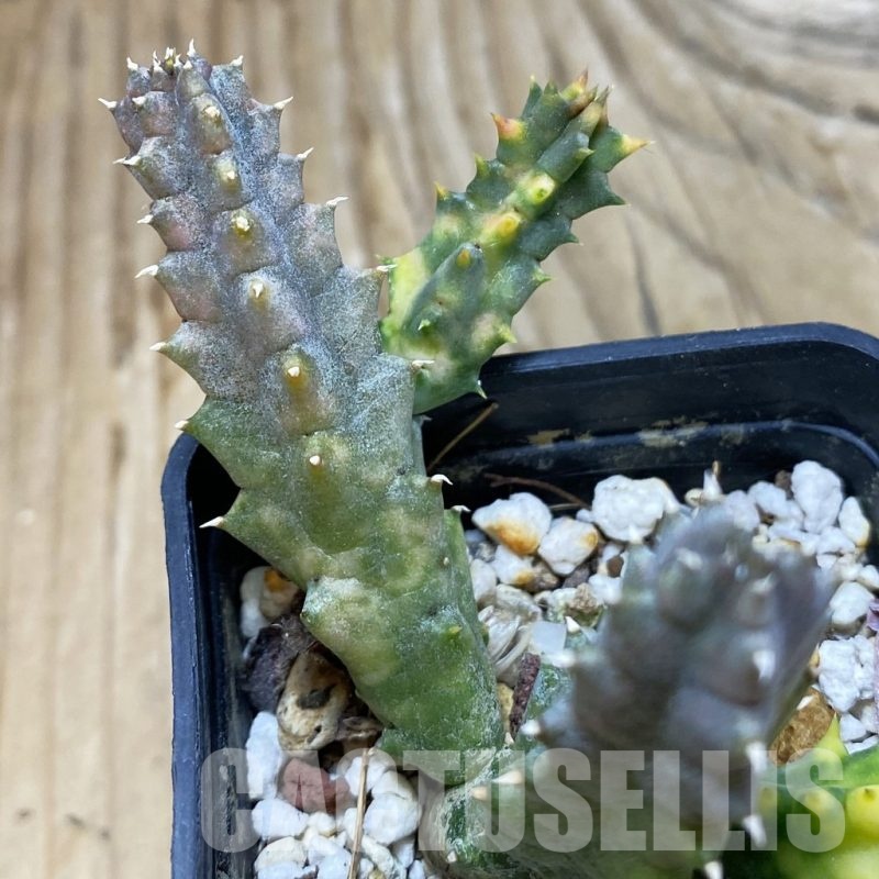 SH20009 Huernia zebrina f. variegata