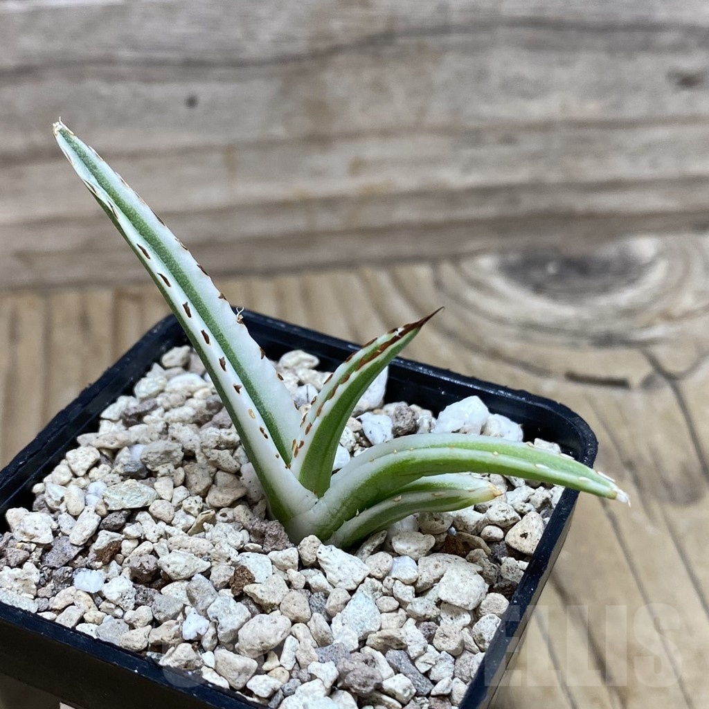 SH20000 Agave victoriae-reginae 'White Rhino' - Image 2