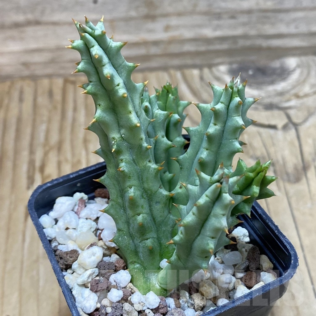 SH20011 Huernia hystrix - Зображення 2