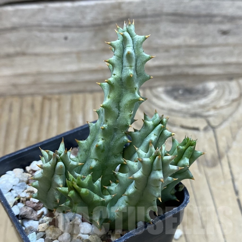 SH20011 Huernia hystrix - Зображення 3