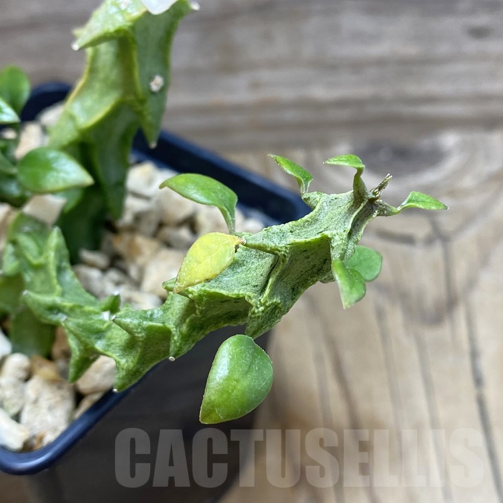 SH20014 Ceropegia simoneae ‘Green Form’