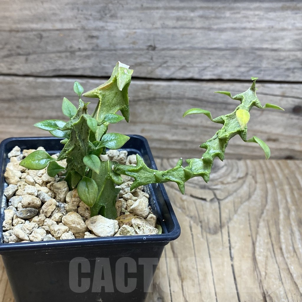 SH20014 Ceropegia simoneae ‘Green Form’ - immagine 2