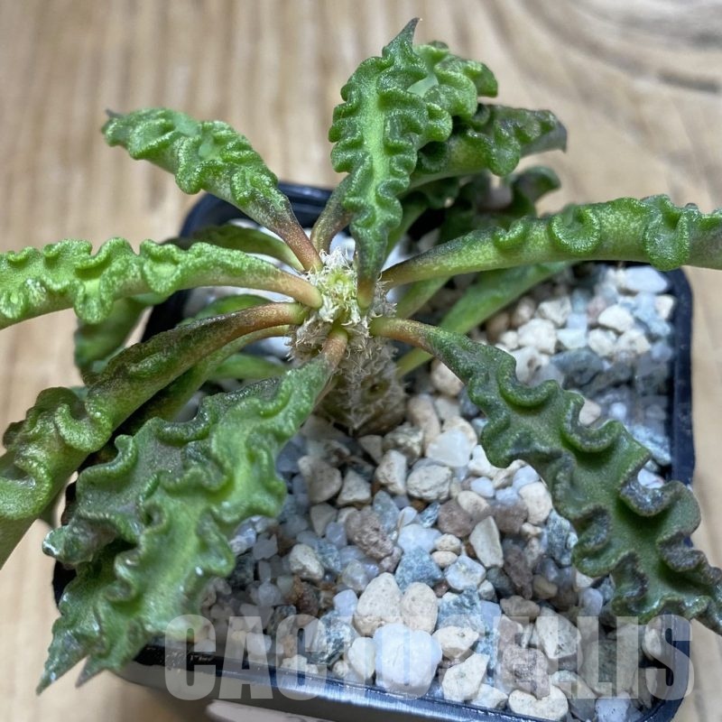 SH20015 Euphorbia decaryi v. spirosticha