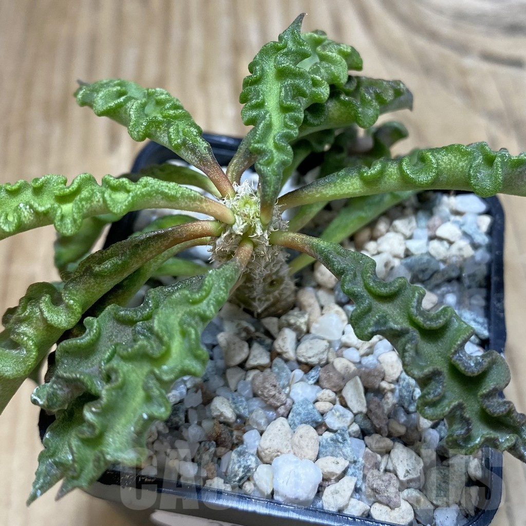 SH20015 Euphorbia decaryi v. spirosticha