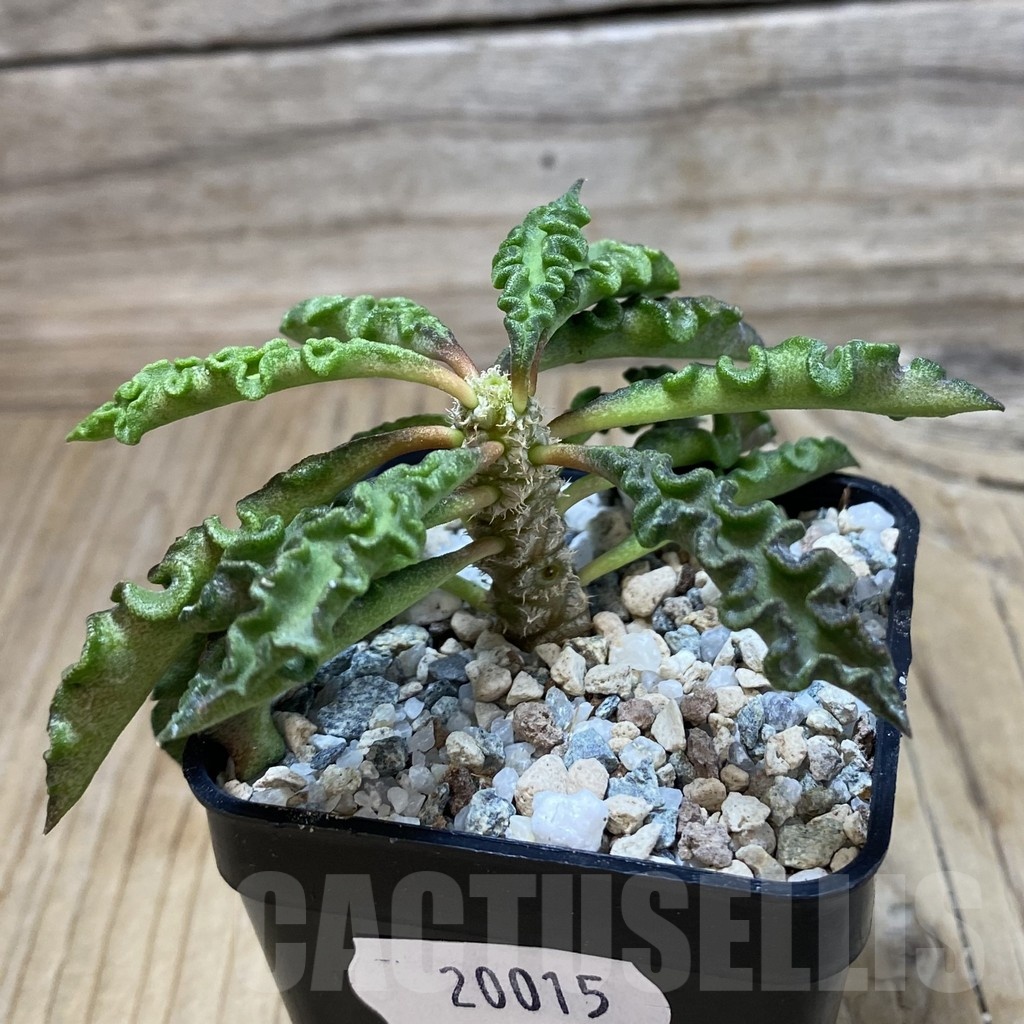 SH20015 Euphorbia decaryi v. spirosticha - Image 2