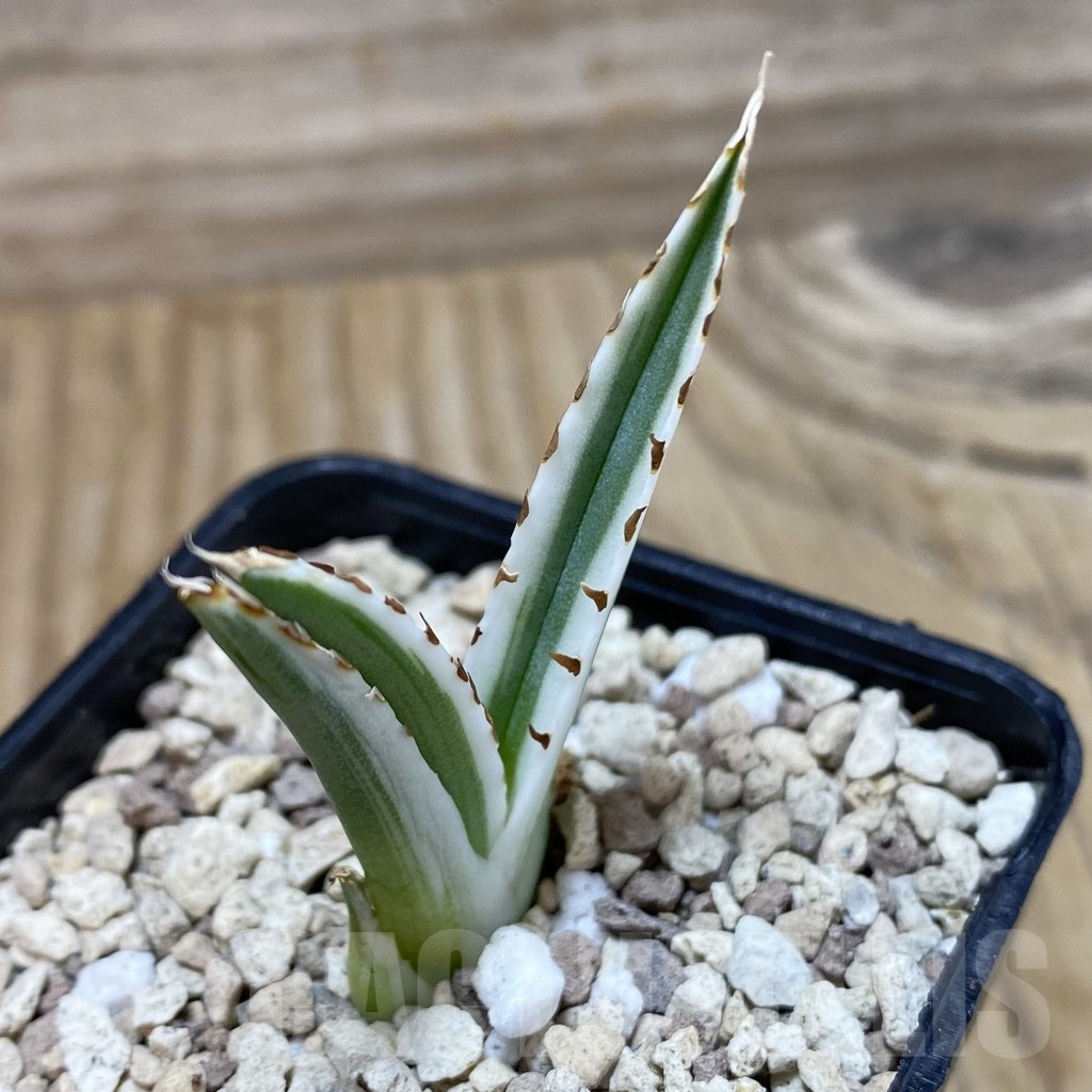 SH20001 Agave victoriae-reginae 'White Rhino'