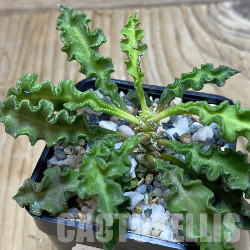 SH20016 Euphorbia decaryi v. spirosticha