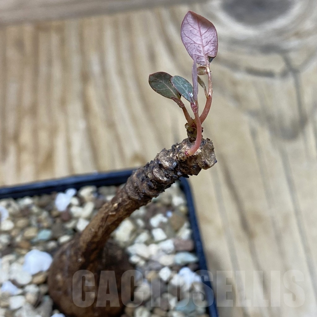 SH20019 Phyllanthus mirabilis