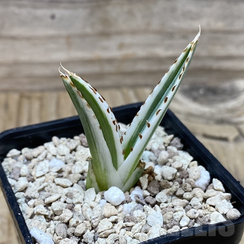 SH20001 Agave victoriae-reginae 'White Rhino' - Image 2