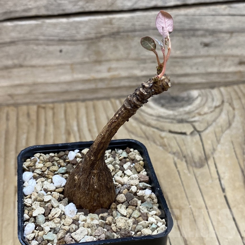 SH20019 Phyllanthus mirabilis - Image 2