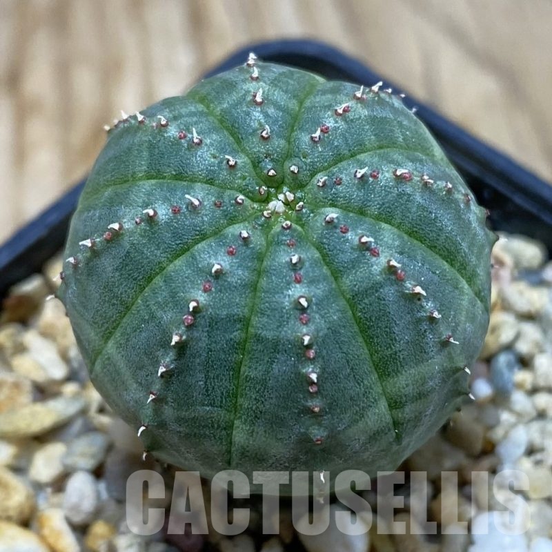 SH20020 Euphorbia obesa