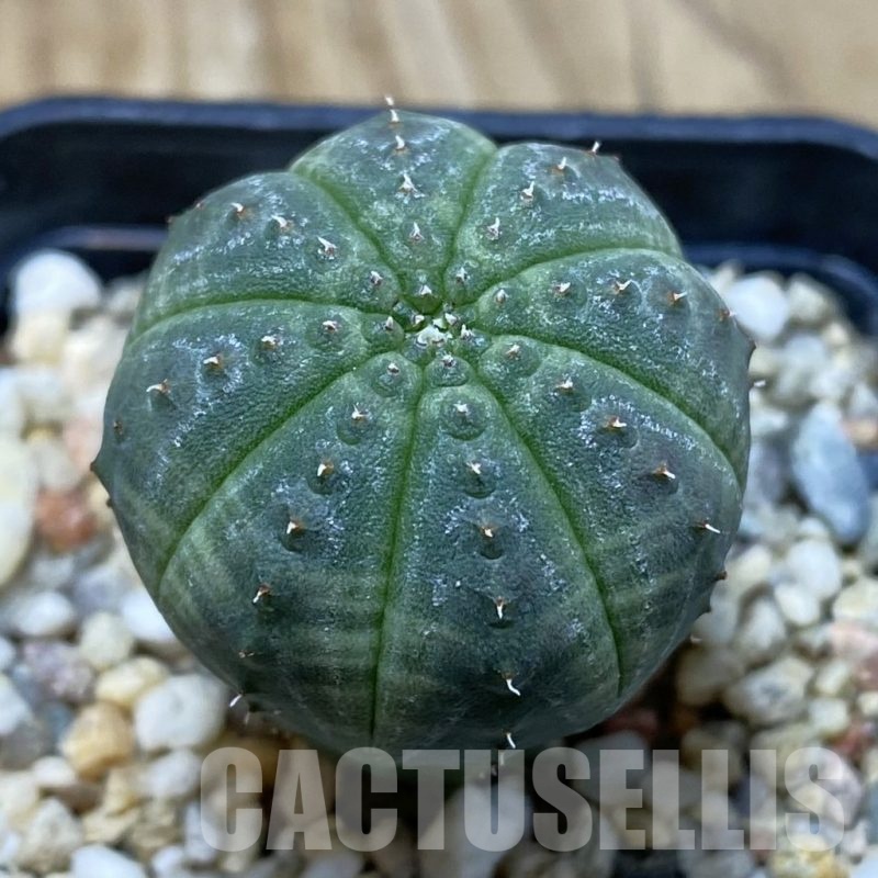 SH20021 Euphorbia obesa