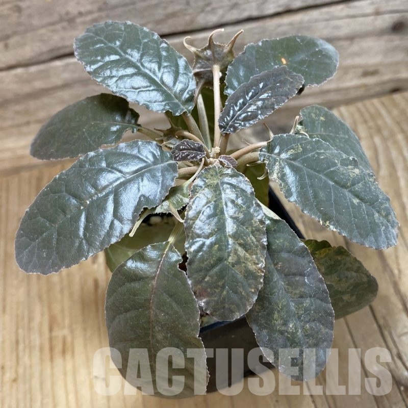 SH20024 Dorstenia crispa ex variegata
