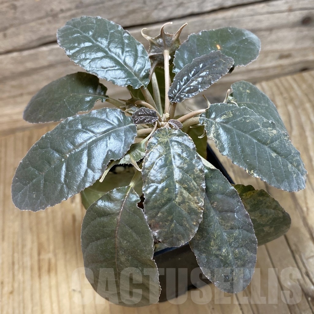 SH20024 Dorstenia crispa ex variegata