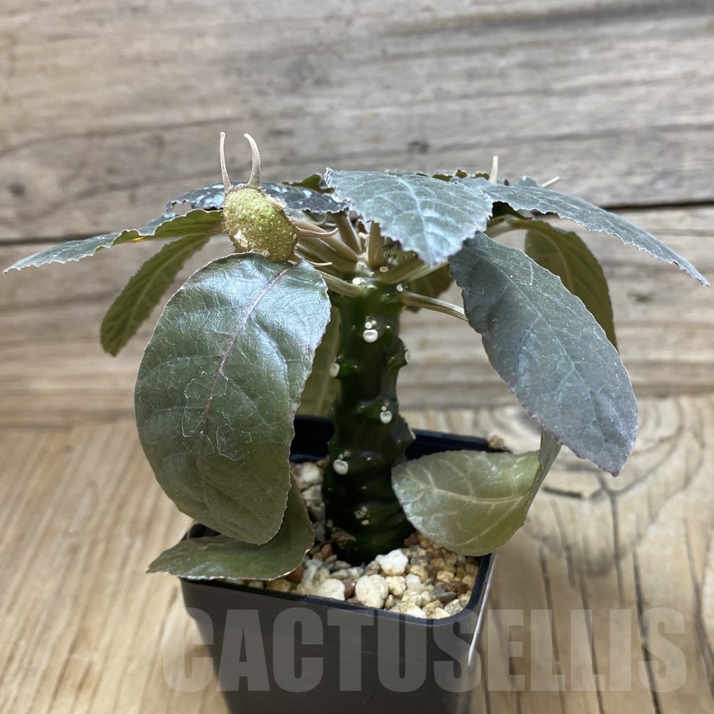 SH20024 Dorstenia crispa ex variegata - Image 2