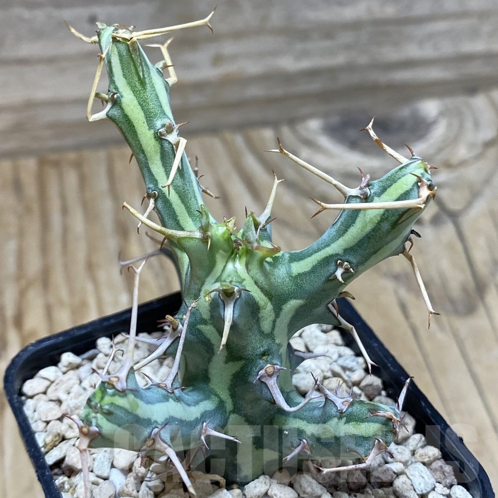 SH20027 Euphorbia schizacantha