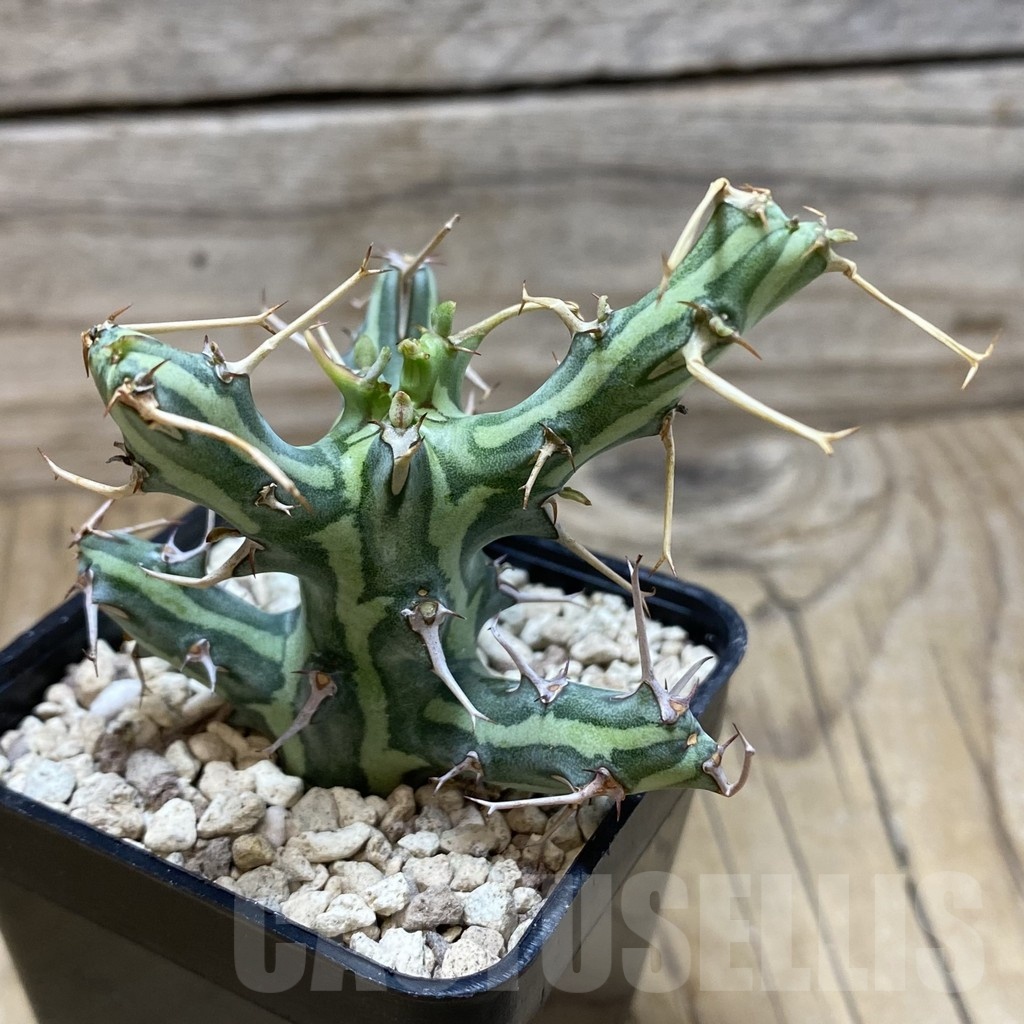 SH20027 Euphorbia schizacantha - Imagen 2