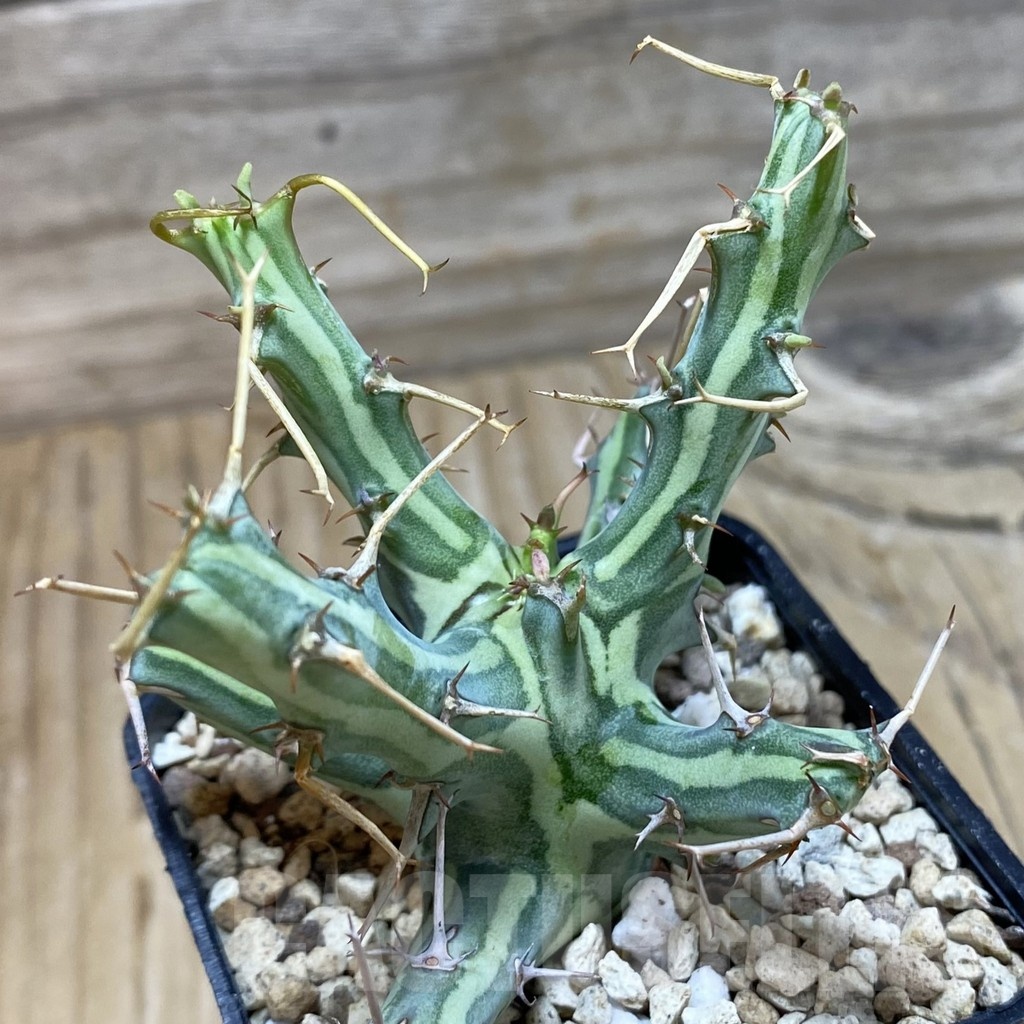 SH20028 Euphorbia schizacantha