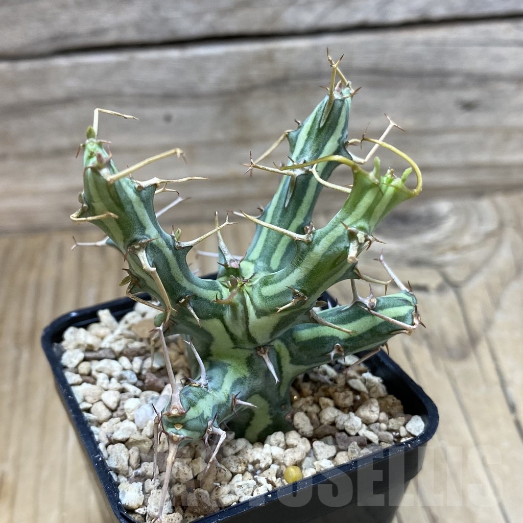 SH20028 Euphorbia schizacantha - Image 2