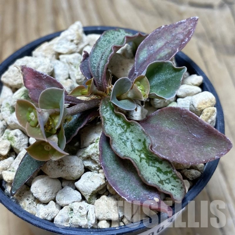 SH20031 Euphorbia francoisii