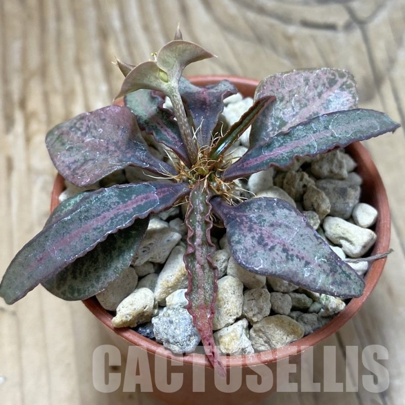 SH20032 Euphorbia francoisii