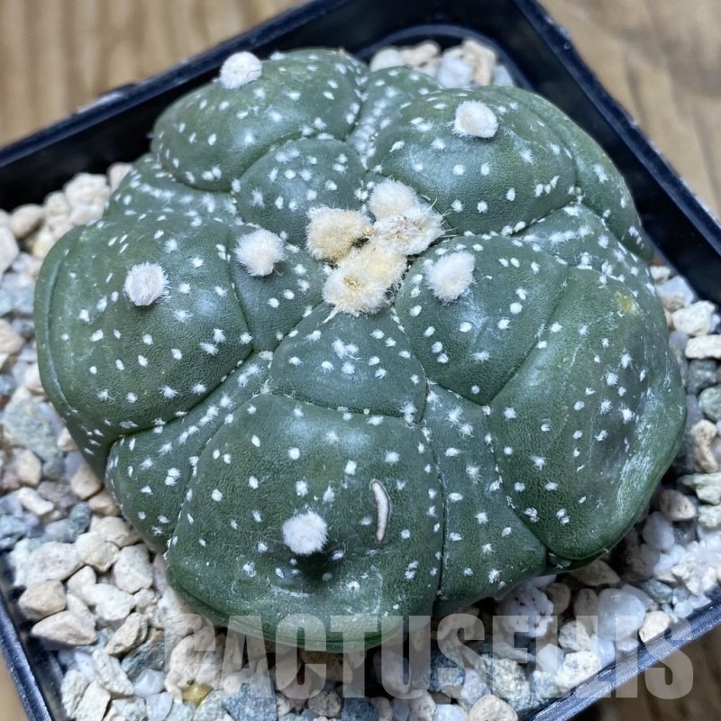 SH20170 Astrophytum asterias ‘Kikko’, 5 ribs