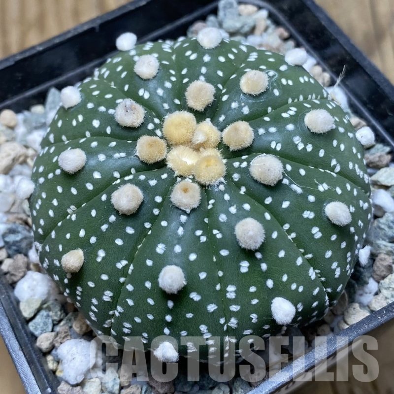 SH20171 Astrophytum asterias ‘Ooibo’ hybrid