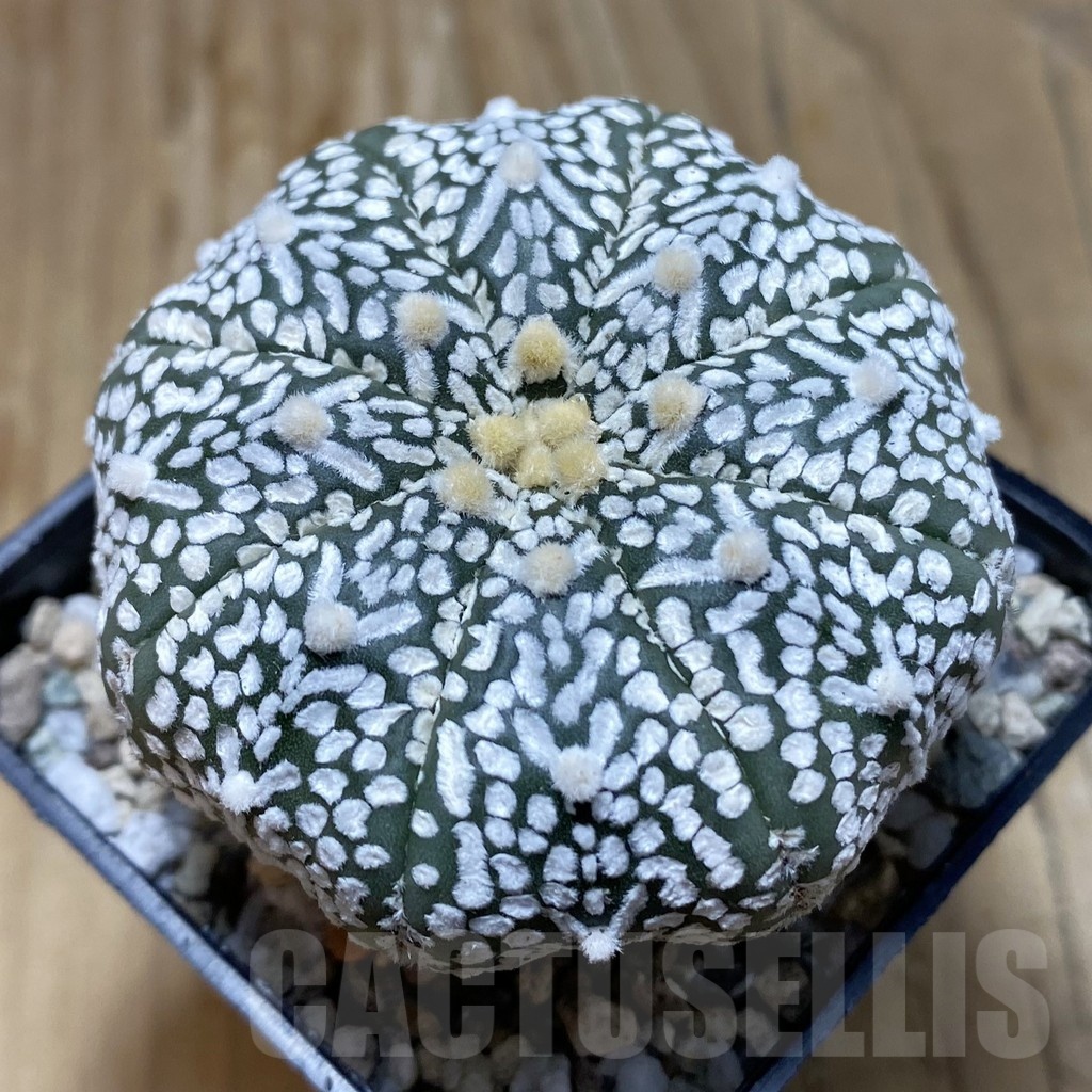 SH20139 Astrophytum asterias ‘Super Kabuto’ V-type