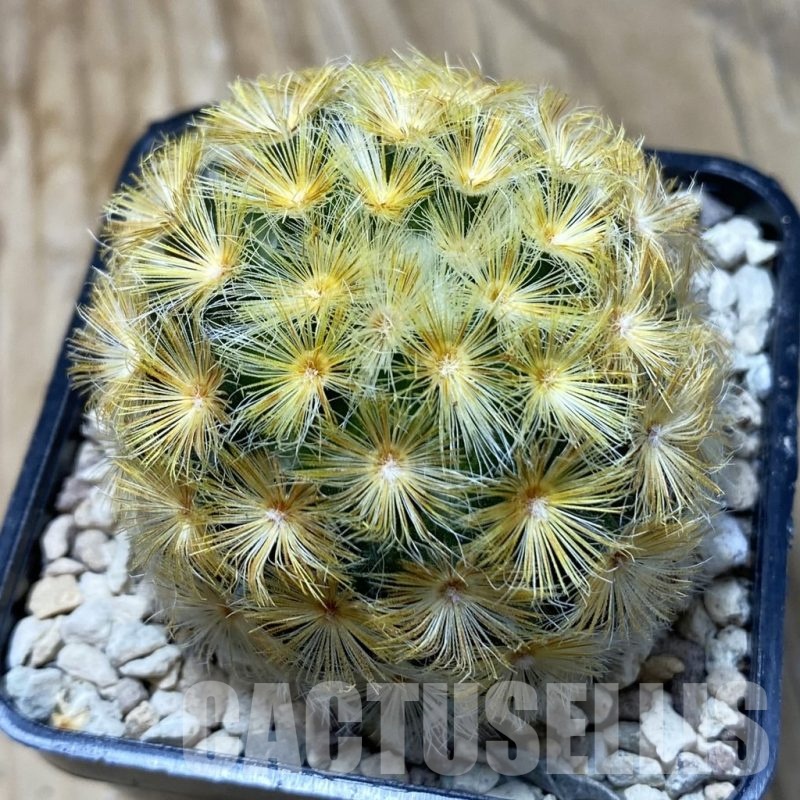 SH20172 Mammillaria carmenae