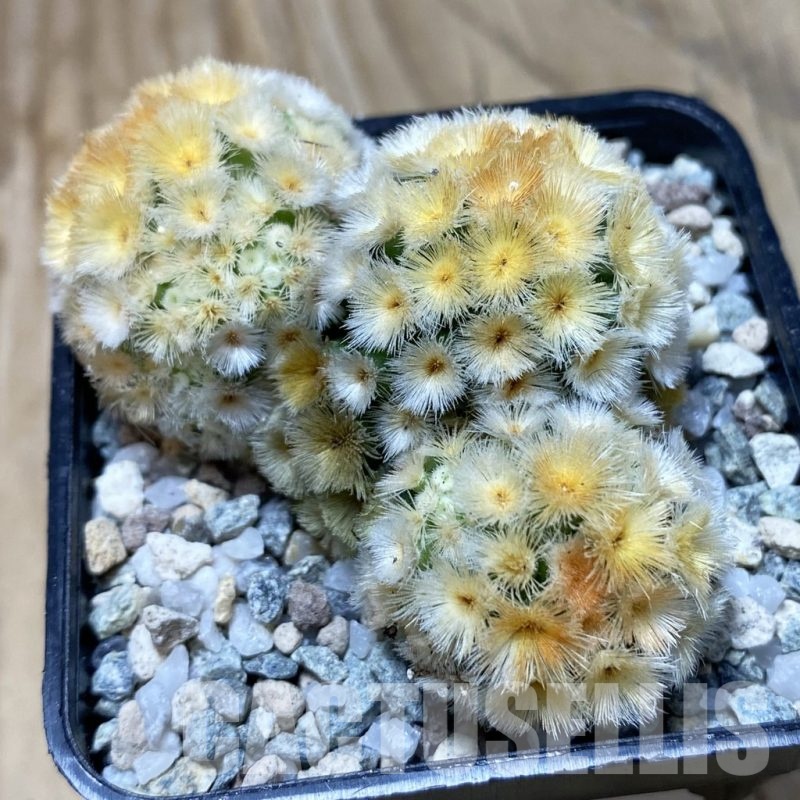 SH20173 Mammillaria carmenae ‘Buddha’