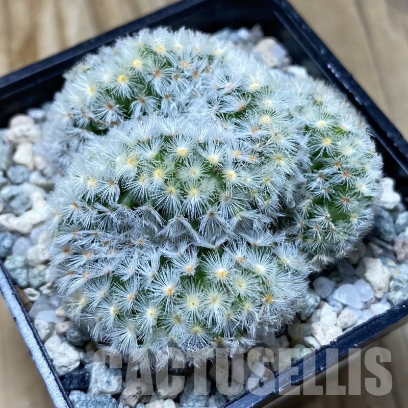 SH20174 Mammillaria carmenae f. cristata