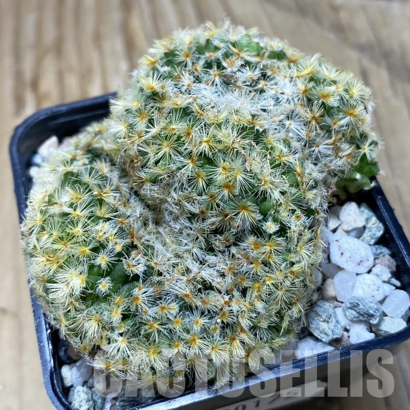 SH20175 Mammillaria schiedeana f. cristata