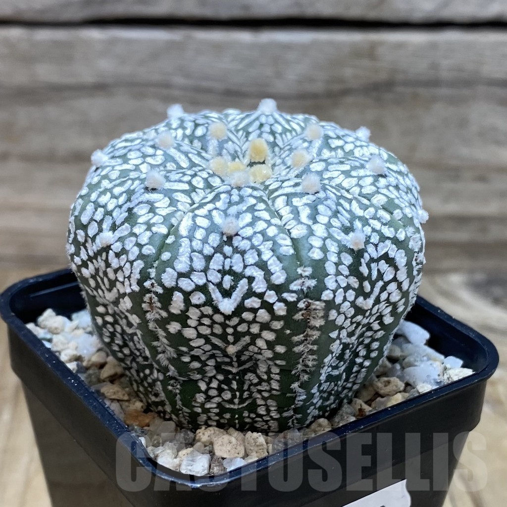 SH20139 Astrophytum asterias ‘Super Kabuto’ V-type - Imagen 2