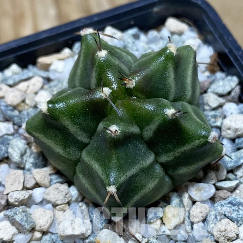 SH20177 Gymnocalycium mihanovichii ‘Kikko’ 5-ribs